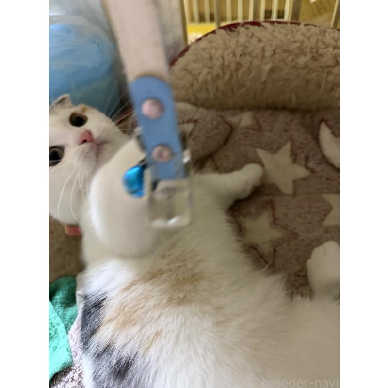 販売中の神奈川県のマンチカン(短足)-132870の3枚目