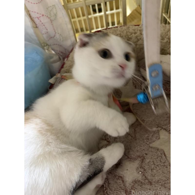 販売中の神奈川県のマンチカン(短足)-132870の2枚目