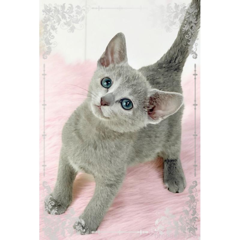 販売中の埼玉県のロシアンブルー-137063の5枚目