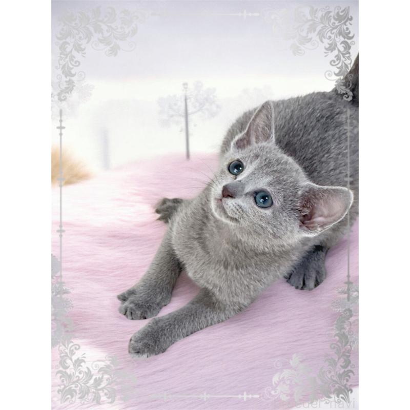 販売中の埼玉県のロシアンブルー-137063の4枚目