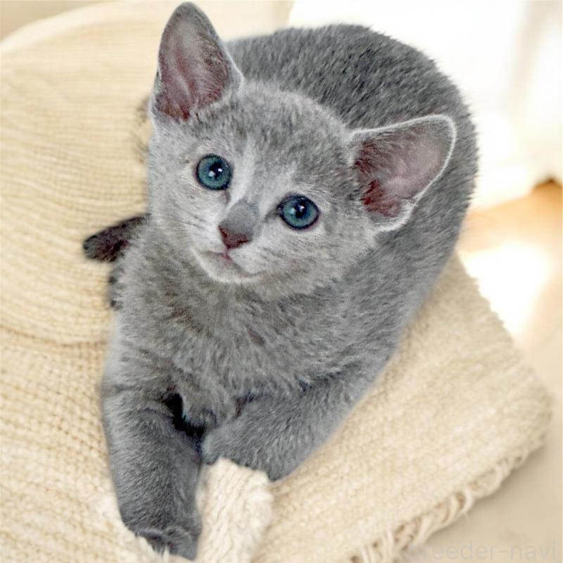 販売中の埼玉県のロシアンブルー-137063の3枚目