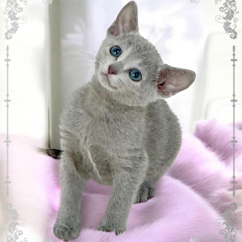 販売中の埼玉県のロシアンブルー-137063