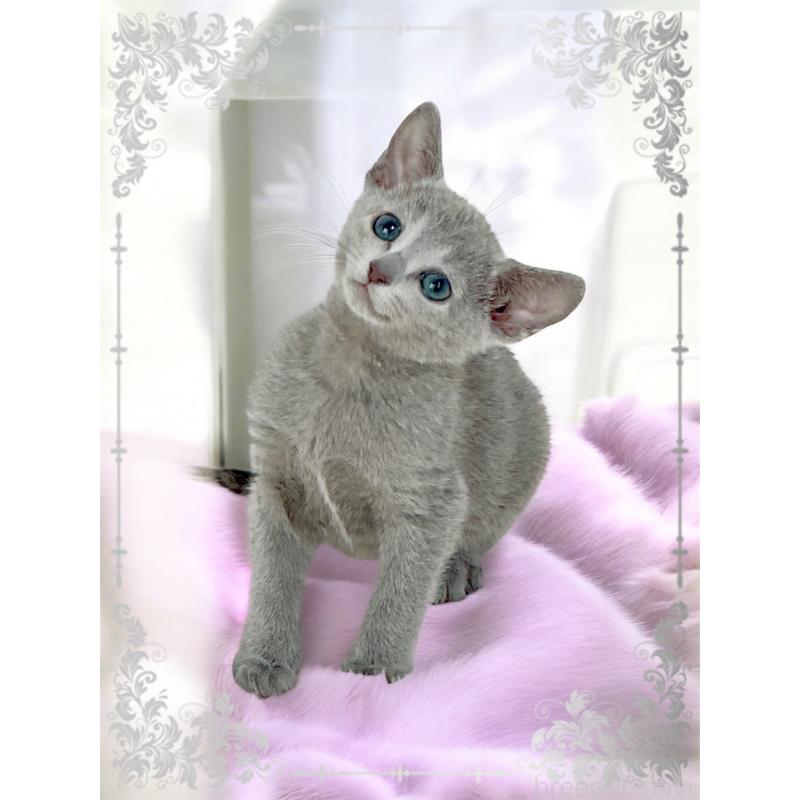 販売中の埼玉県のロシアンブルー-137063の2枚目