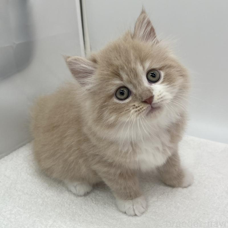 販売中の愛知県のミヌエット-137064の4枚目