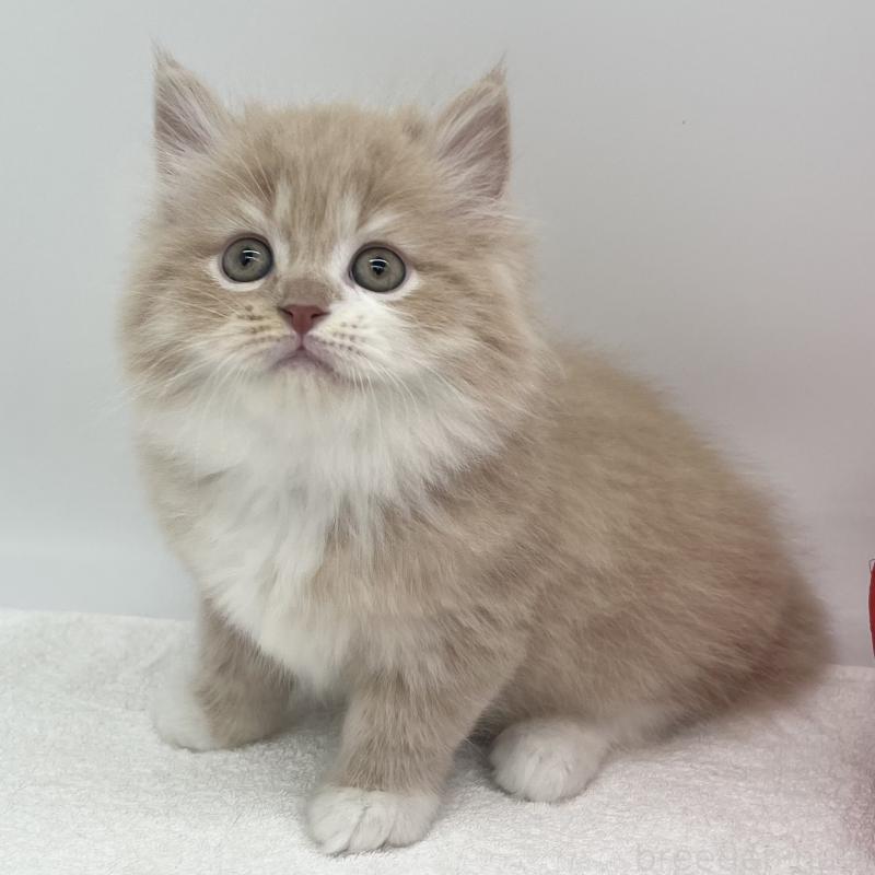 販売中の愛知県のミヌエット-137064の3枚目