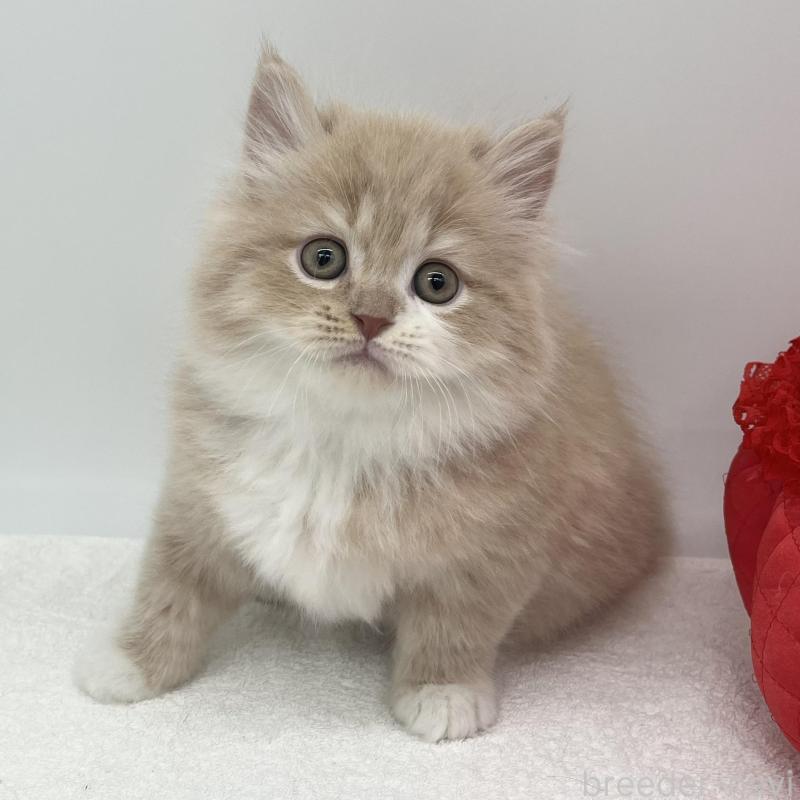 販売中の愛知県のミヌエット-137064の1枚目