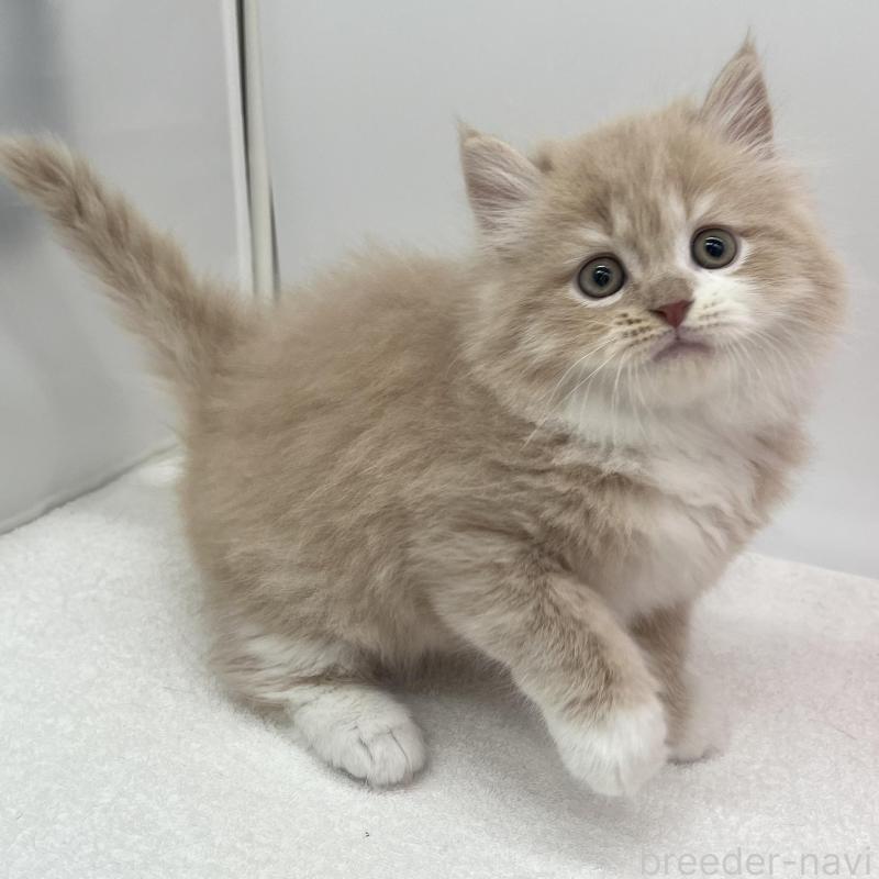 販売中の愛知県のミヌエット-137064の2枚目