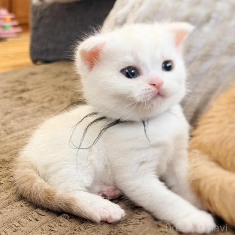 販売中の徳島県のマンチカン-137065の27枚目