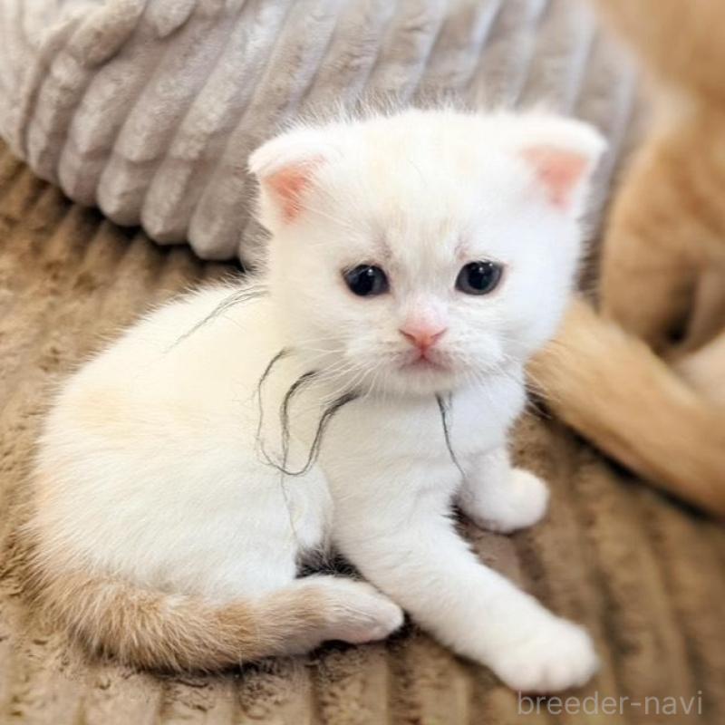 販売中の徳島県のマンチカン-137065の26枚目