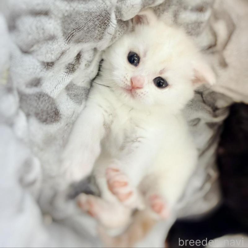 販売中の徳島県のマンチカン-137065の25枚目