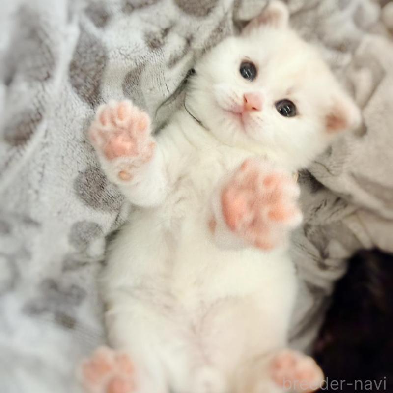 販売中の徳島県のマンチカン-137065の23枚目