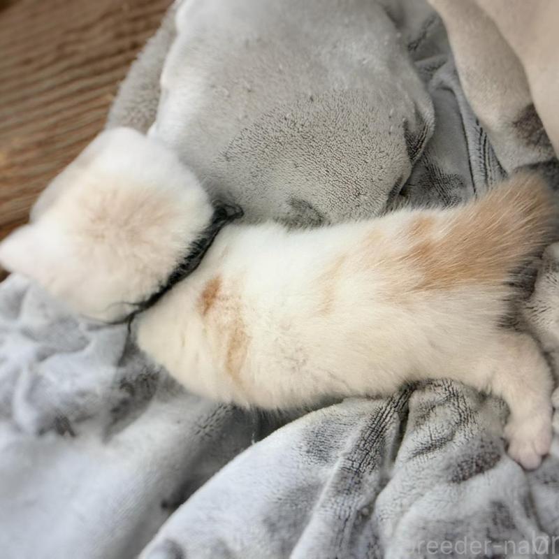 販売中の徳島県のマンチカン-137065の22枚目