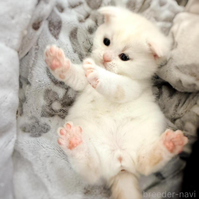 販売中の徳島県のマンチカン-137065の21枚目