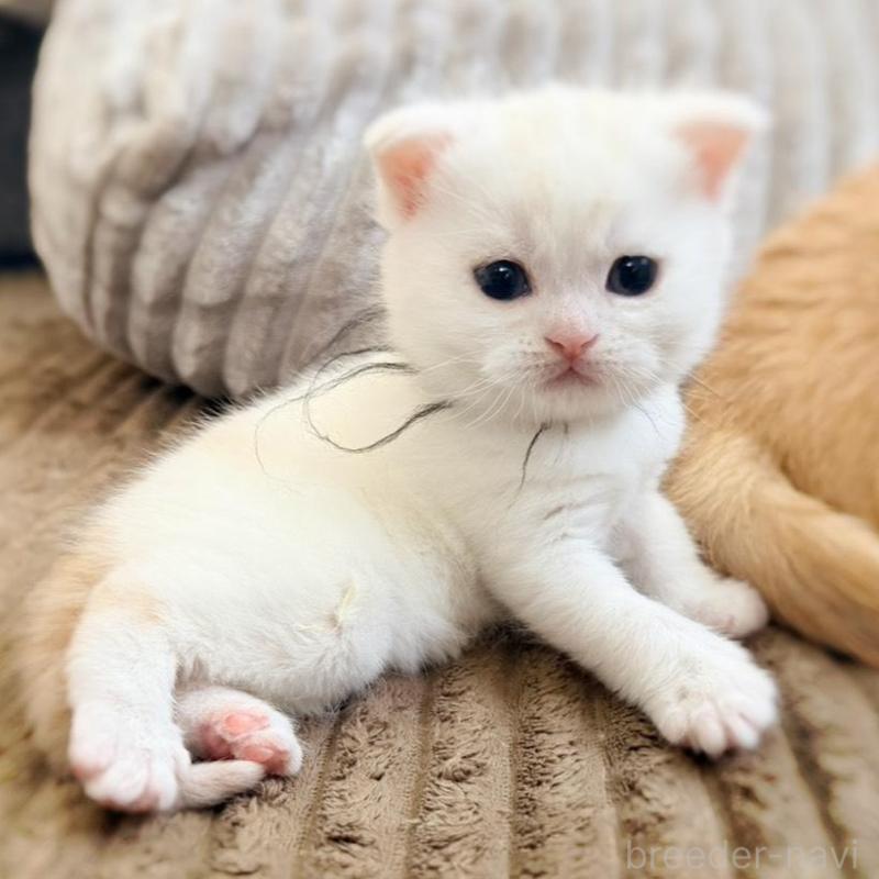 販売中の徳島県のマンチカン-137065の19枚目