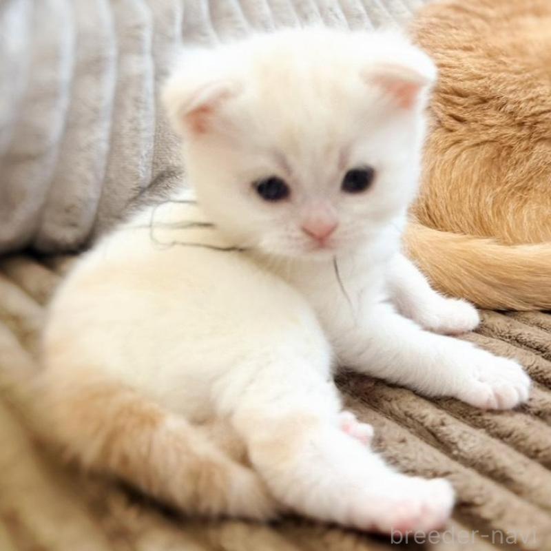 販売中の徳島県のマンチカン-137065の17枚目