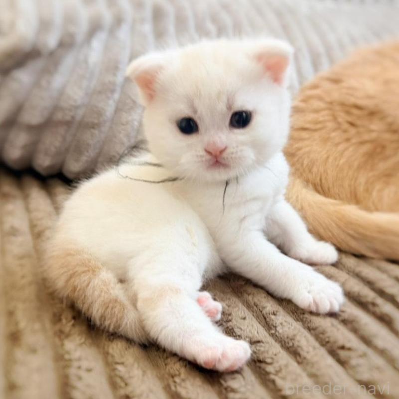 販売中の徳島県のマンチカン-137065の16枚目