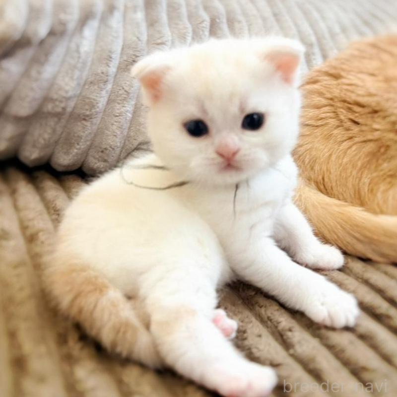 販売中の徳島県のマンチカン-137065の15枚目