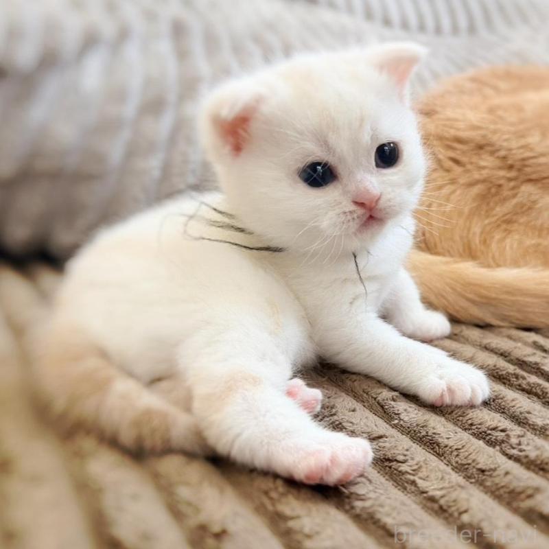 販売中の徳島県のマンチカン-137065の14枚目