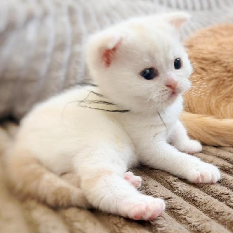 販売中の徳島県のマンチカン-137065の13枚目