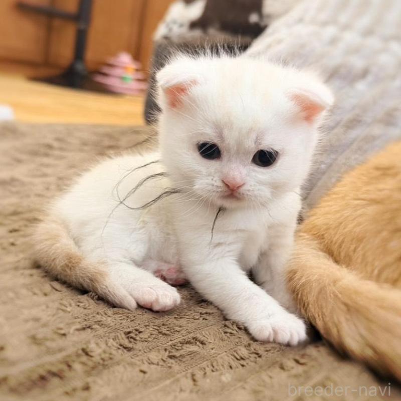 販売中の徳島県のマンチカン-137065の12枚目