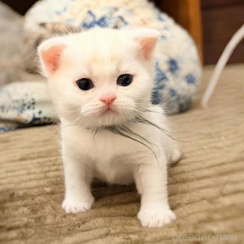 販売中の徳島県のマンチカン-137065の10枚目