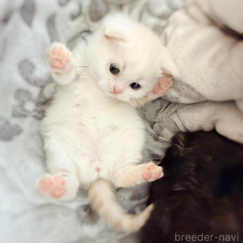 販売中の徳島県のマンチカン-137065の9枚目