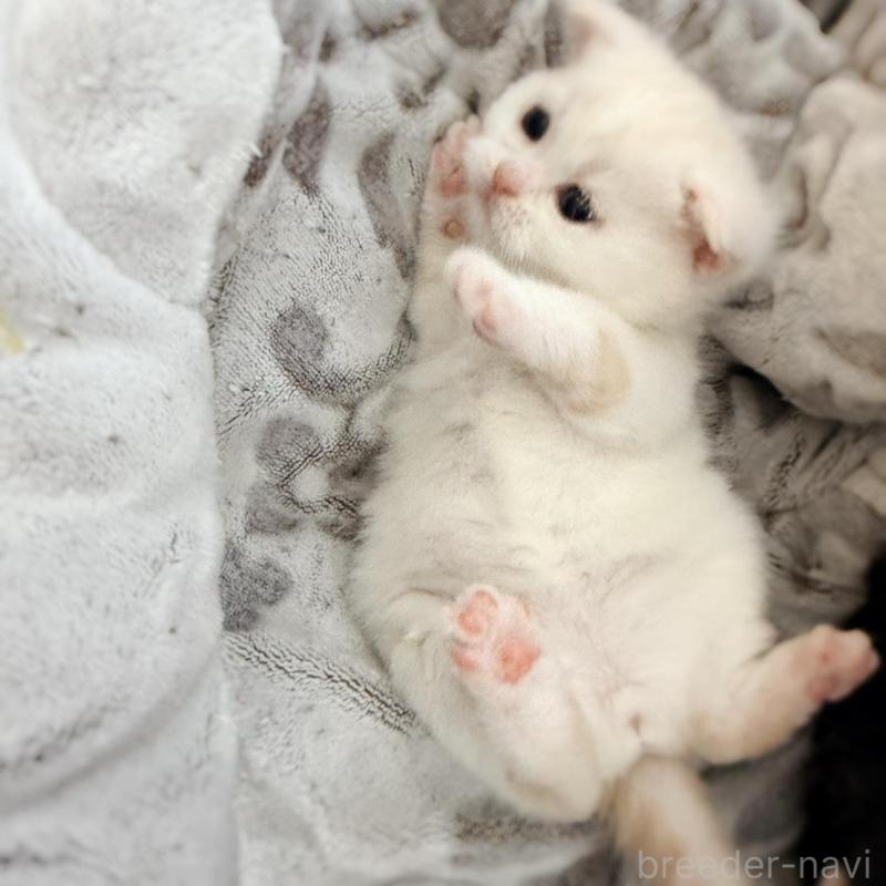 販売中の徳島県のマンチカン-137065の8枚目