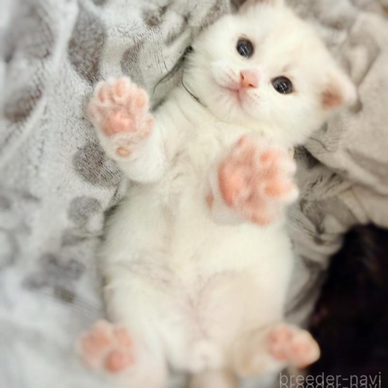 販売中の徳島県のマンチカン-137065の7枚目