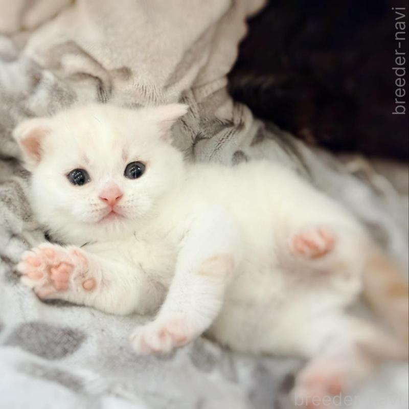 販売中の徳島県のマンチカン-137065の6枚目