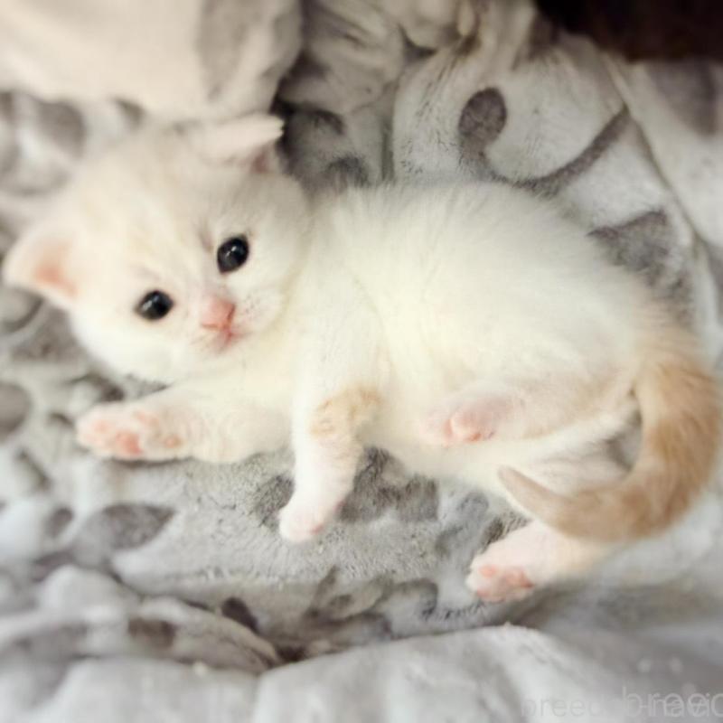 販売中の徳島県のマンチカン-137065