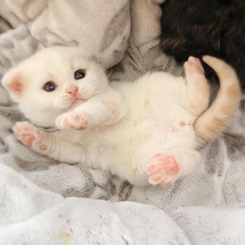 販売中の徳島県のマンチカン-137065の5枚目