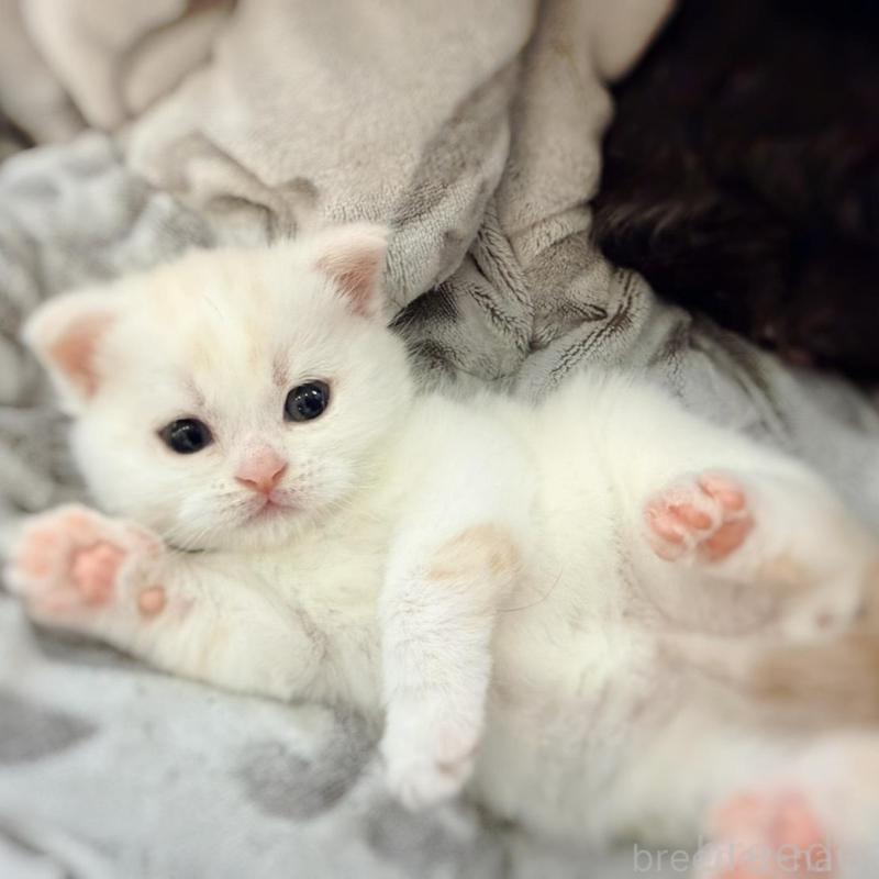 販売中の徳島県のマンチカン-137065の4枚目