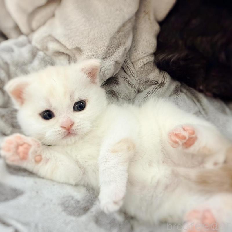 販売中の徳島県のマンチカン-137065の3枚目