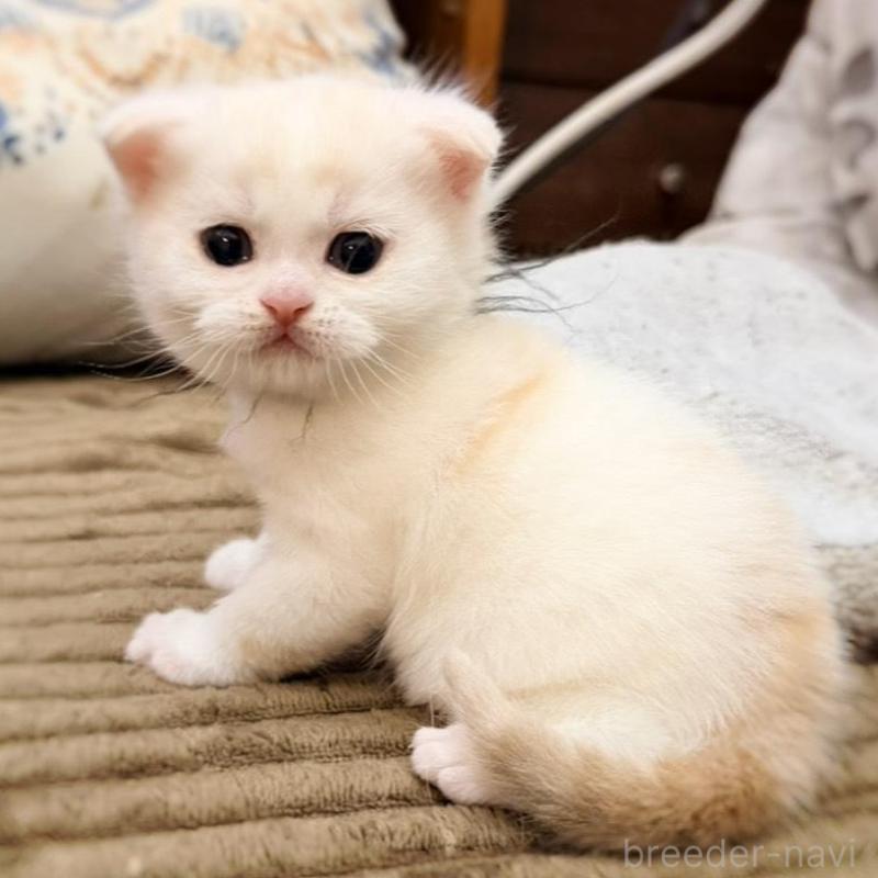 販売中の徳島県のマンチカン-137065の2枚目