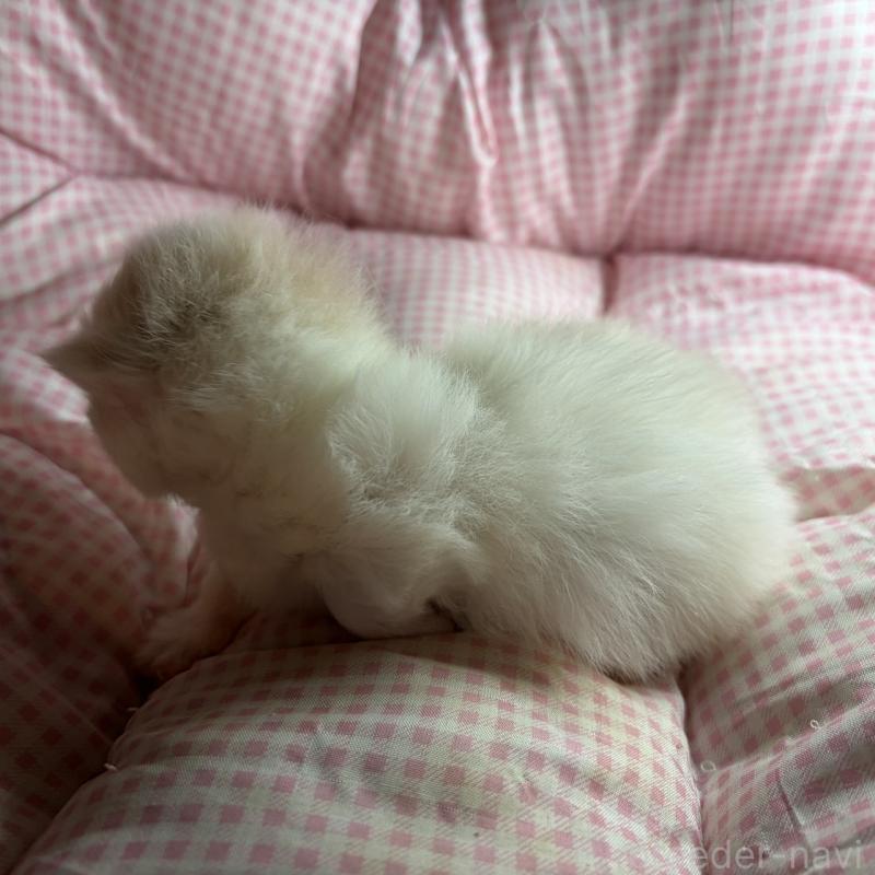 販売中の愛知県のミヌエット(短足)-137135の7枚目