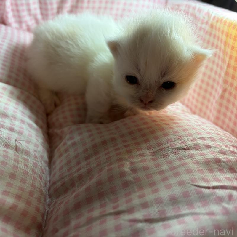 販売中の愛知県のミヌエット(短足)-137135の1枚目