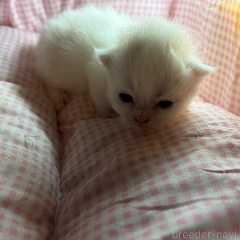 販売中の愛知県のミヌエット(短足)-137135の6枚目