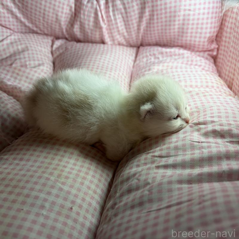 販売中の愛知県のミヌエット(短足)-137135の5枚目