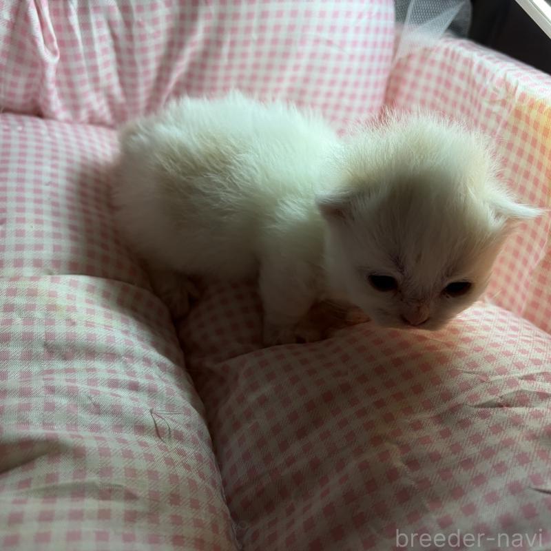 販売中の愛知県のミヌエット(短足)-137135の4枚目