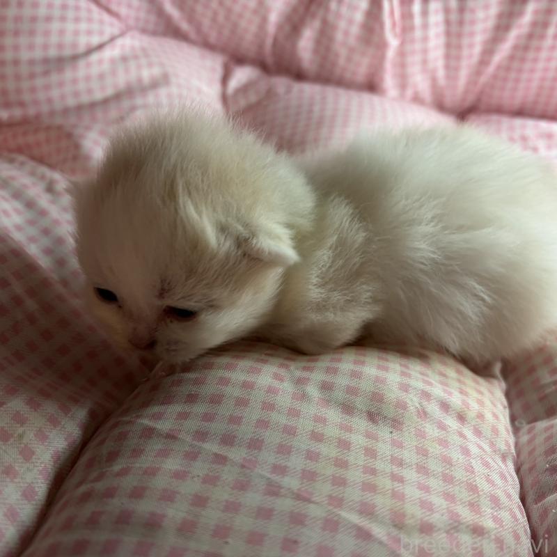 販売中の愛知県のミヌエット(短足)-137135の2枚目