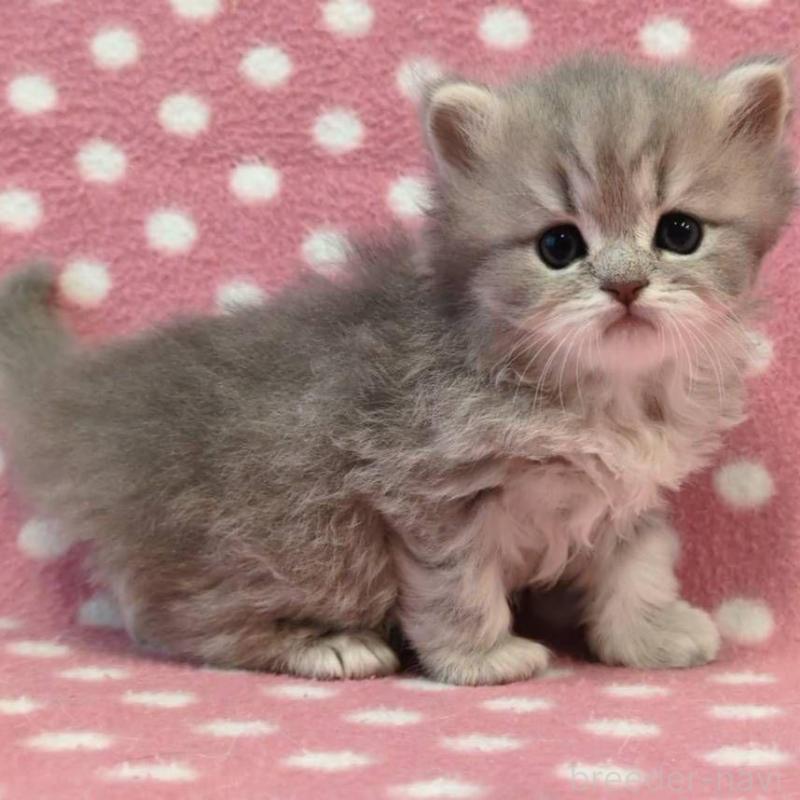 販売中の愛知県のミヌエット-137136