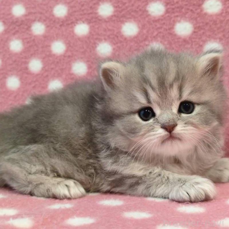 販売中の愛知県のミヌエット-137136の3枚目