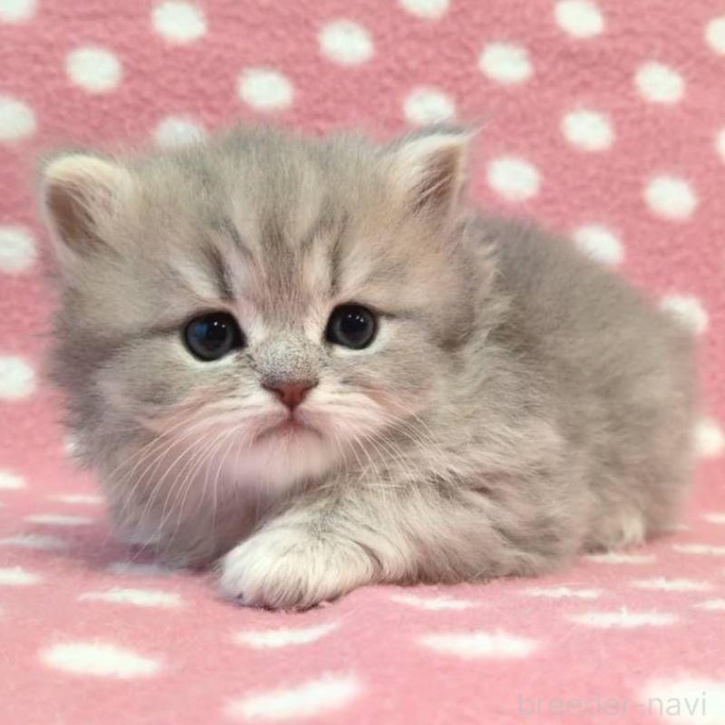 販売中の愛知県のミヌエット-137136の2枚目