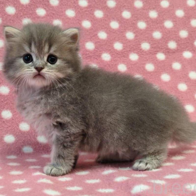 販売中の愛知県のミヌエット-137137の2枚目