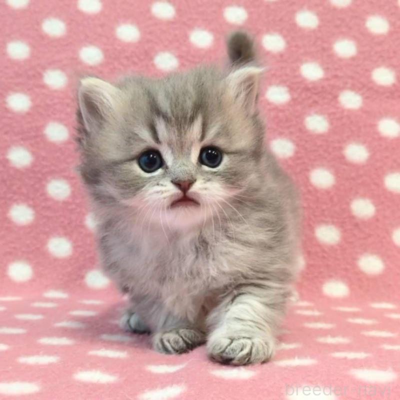 販売中の愛知県のミヌエット-137138の3枚目