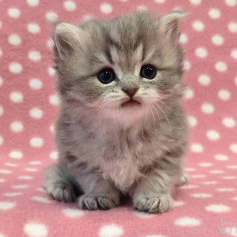 販売中の愛知県のミヌエット-137138の2枚目