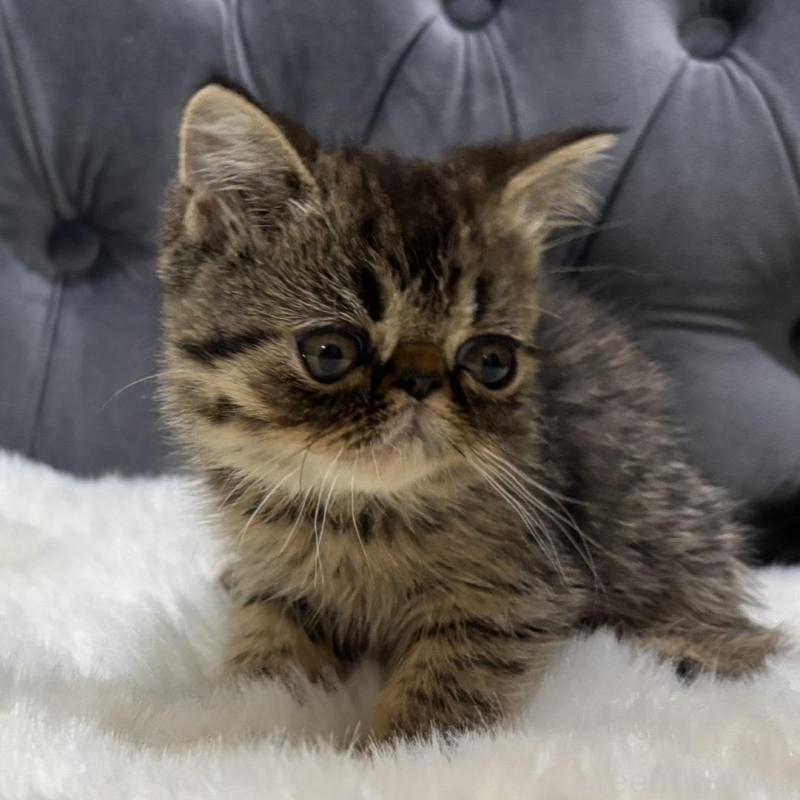 販売中の鹿児島県のエキゾチックショートヘア-137139の6枚目