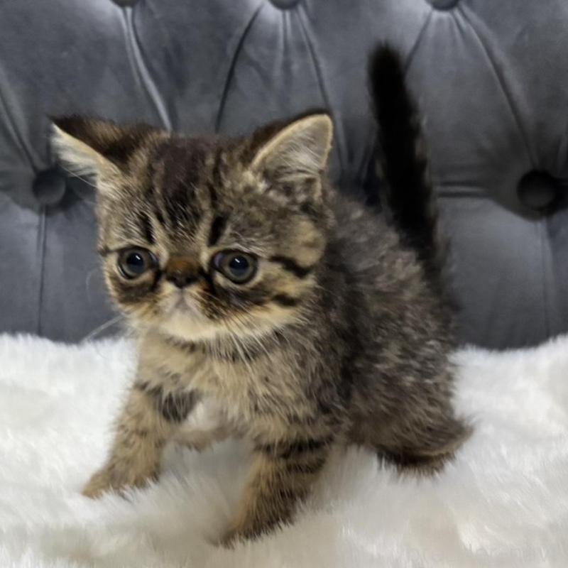 販売中の鹿児島県のエキゾチックショートヘア-137139の5枚目