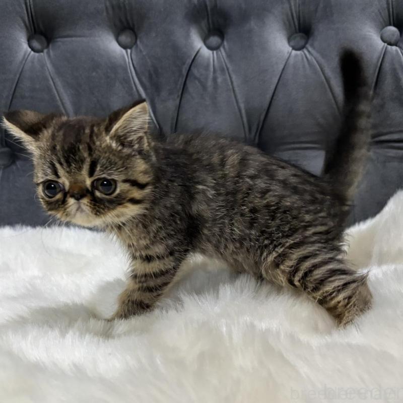 販売中の鹿児島県のエキゾチックショートヘア-137139の4枚目