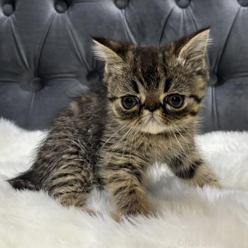 販売中の鹿児島県のエキゾチックショートヘア-137139の3枚目